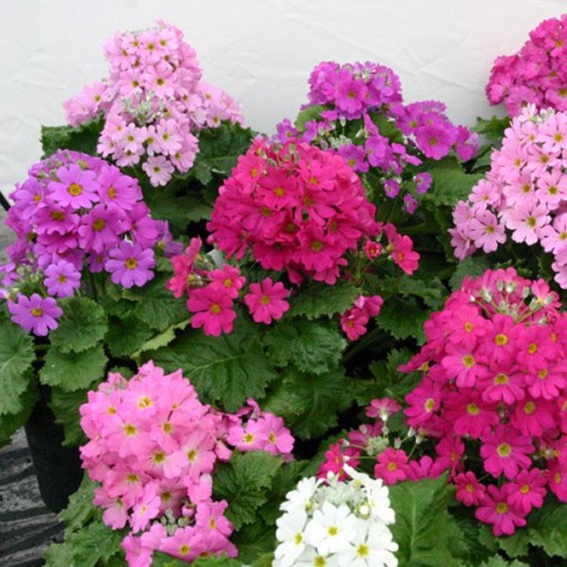 Primula Malacoides Flower seeds for Planting - Colorful Display, Heirloom & GMO Free Seeds for Home Garden