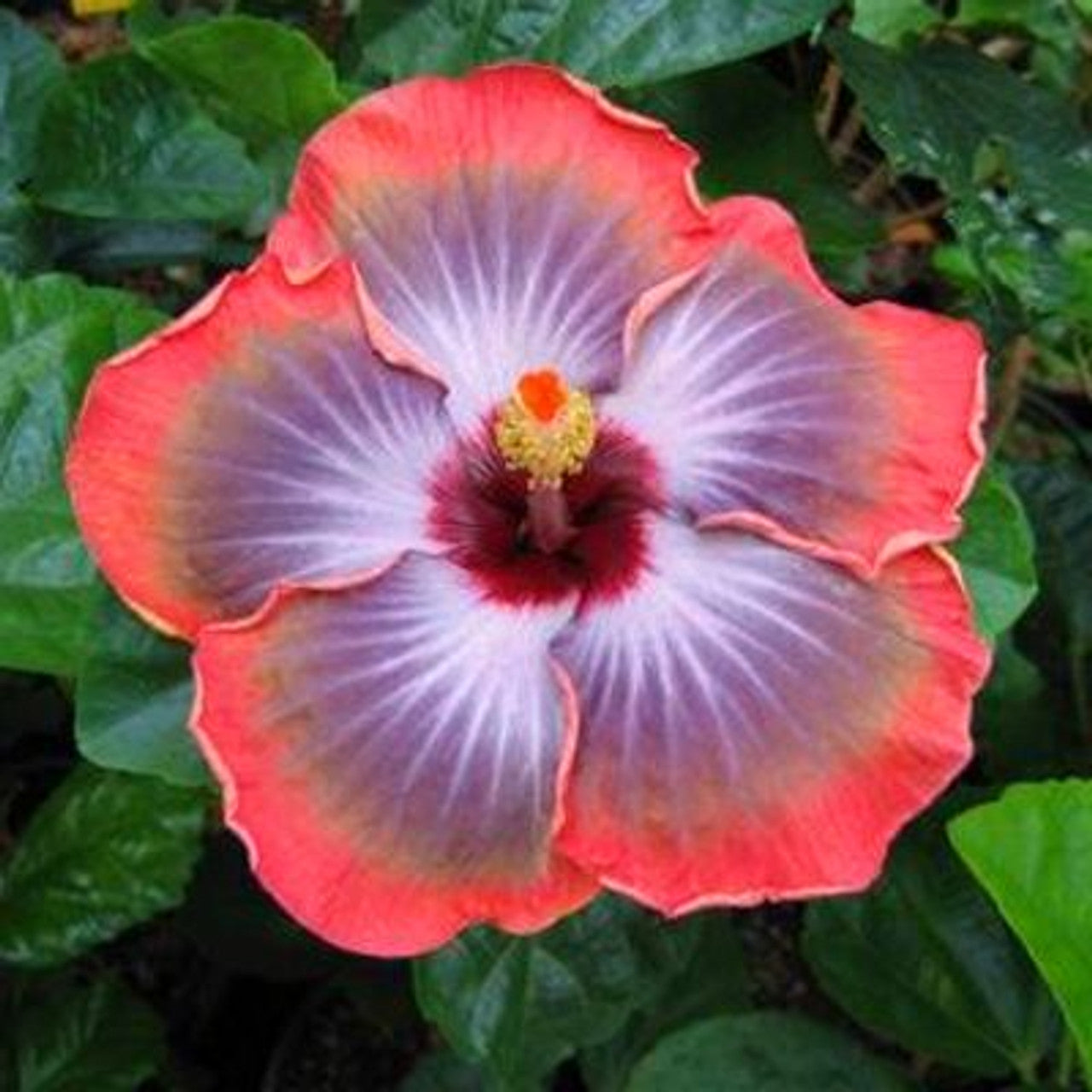 Orange Blue Hibiscus Flower Seeds