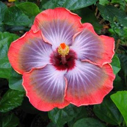Orange Blue Hibiscus Flower Seeds