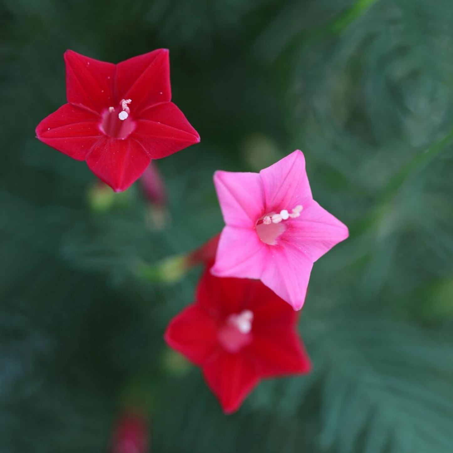 Cypress Vine Seeds Red & Pink Mix