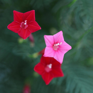 Cypress Vine Seeds Red & Pink Mix