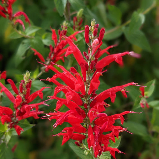 Pineapple Sage Flower Seeds