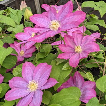 Pink Champagne Clematis Flower Seeds