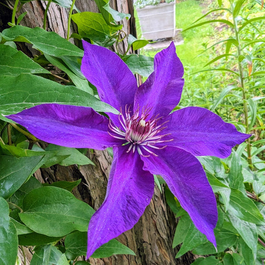 Dark Purple Clematis Flower Seeds