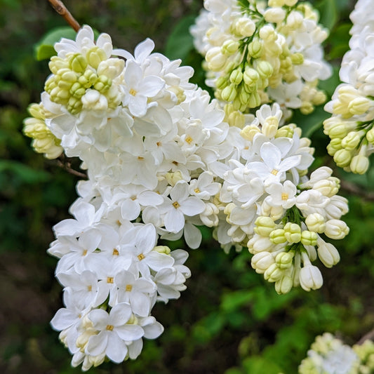 White Lilac Flower Seeds