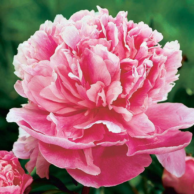 Light Pink Eustoma Flower Seeds For Easy Planting