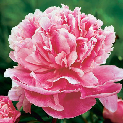 Light Pink Eustoma Flower Seeds For Easy Planting