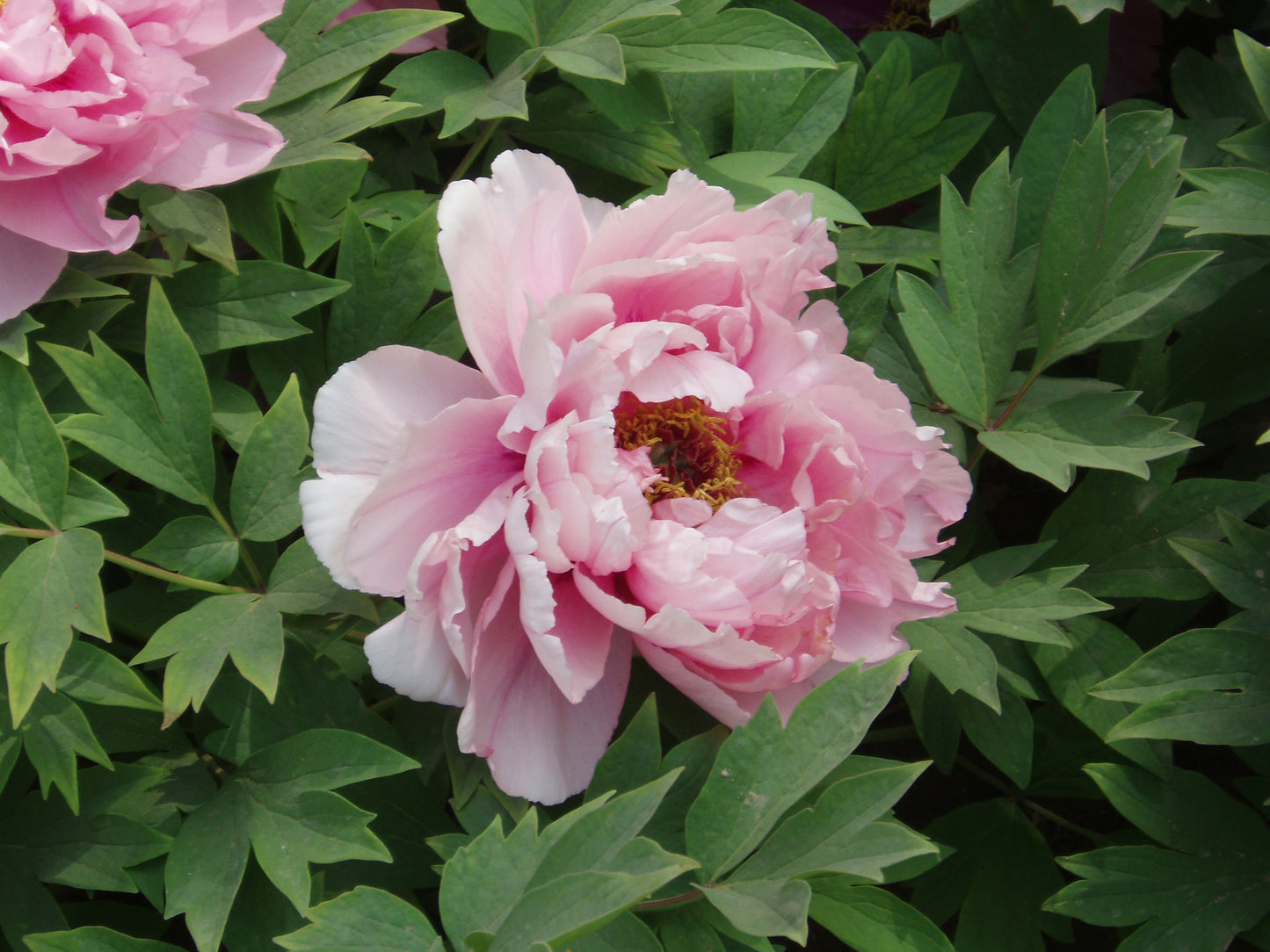 Peony Flower Seeds