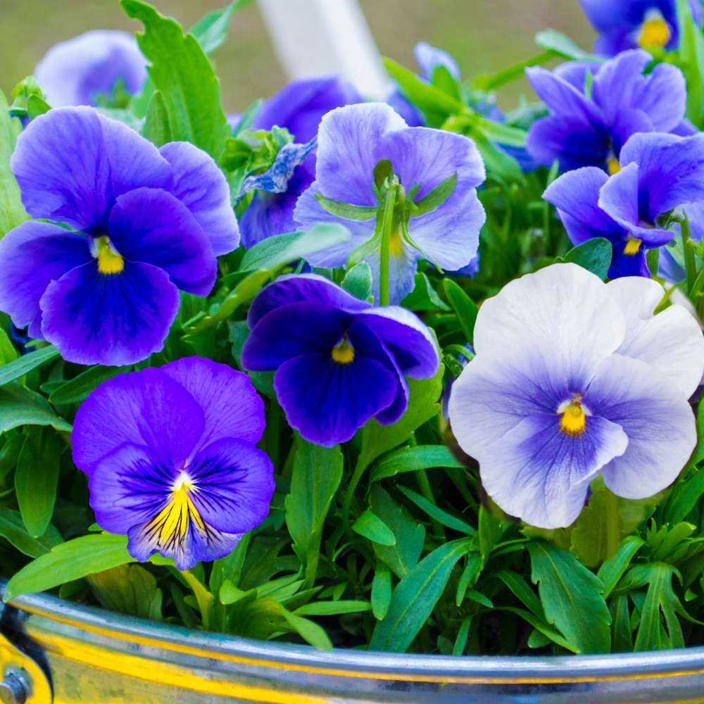 Blue Pansy Flower Seeds