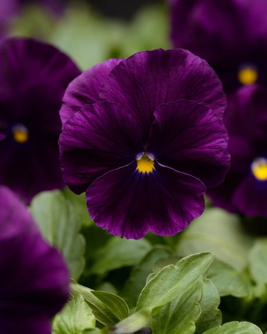 Pansy Violet Flower Seeds