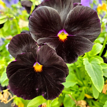 Black Pansy Flower Seeds