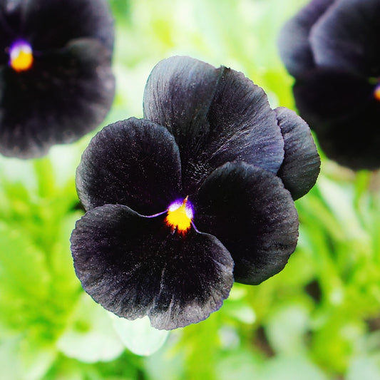 Black Pansy Flower Seeds