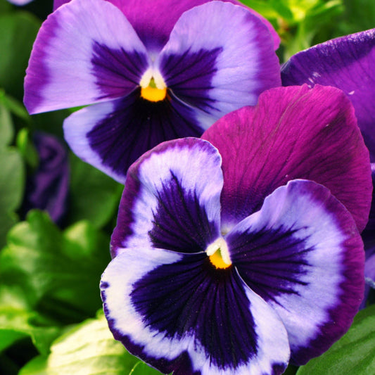 Pansy Majestic Giant Blue Jeans Flower Seeds
