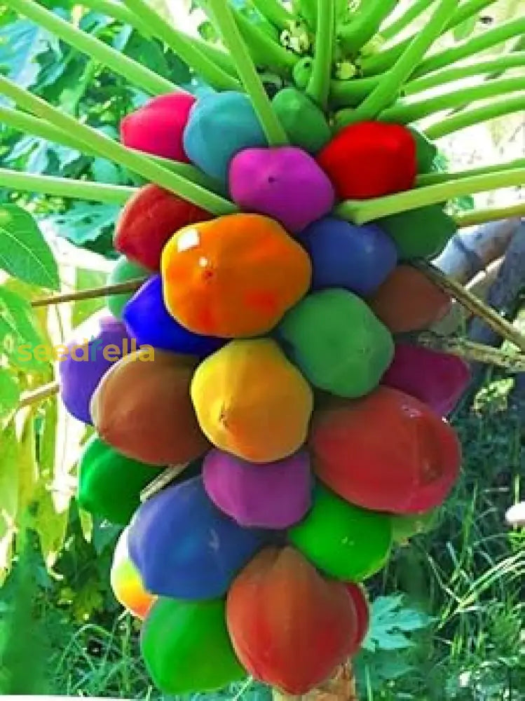 Papaya Seeds for Planting - Grow Delicious Tropical Fruits at Home