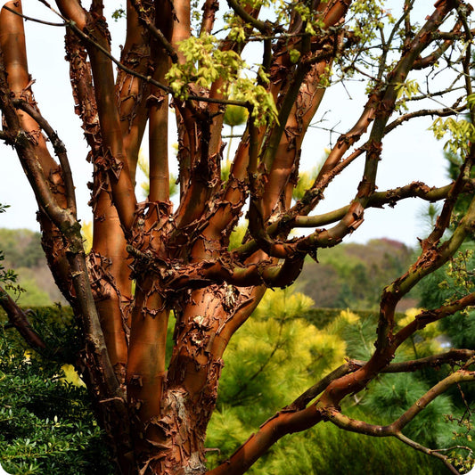 Paperbark Maple Plant Seeds for Planting – Heirloom, Non-GMO, Easy to Grow, Ornamental Tree