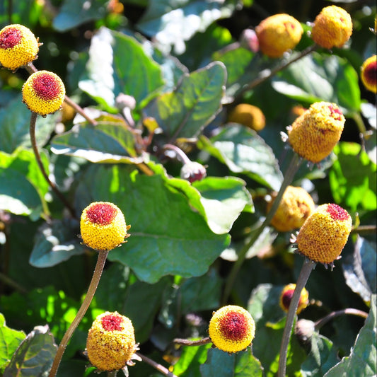 Paracress Herb Seeds