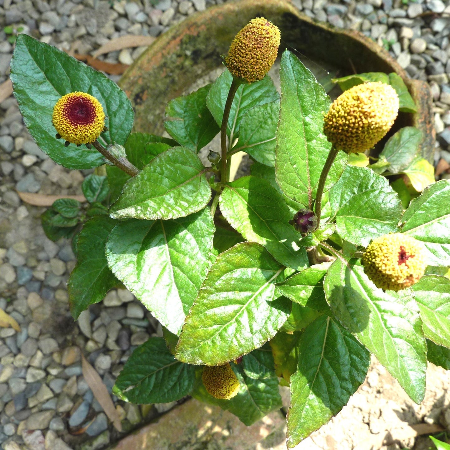 Paracress Herb Seeds