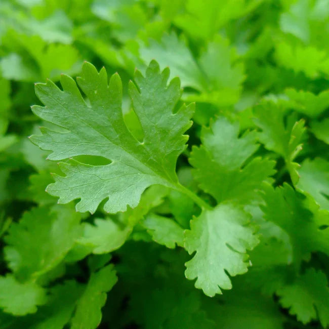 Parsley Herb Seeds