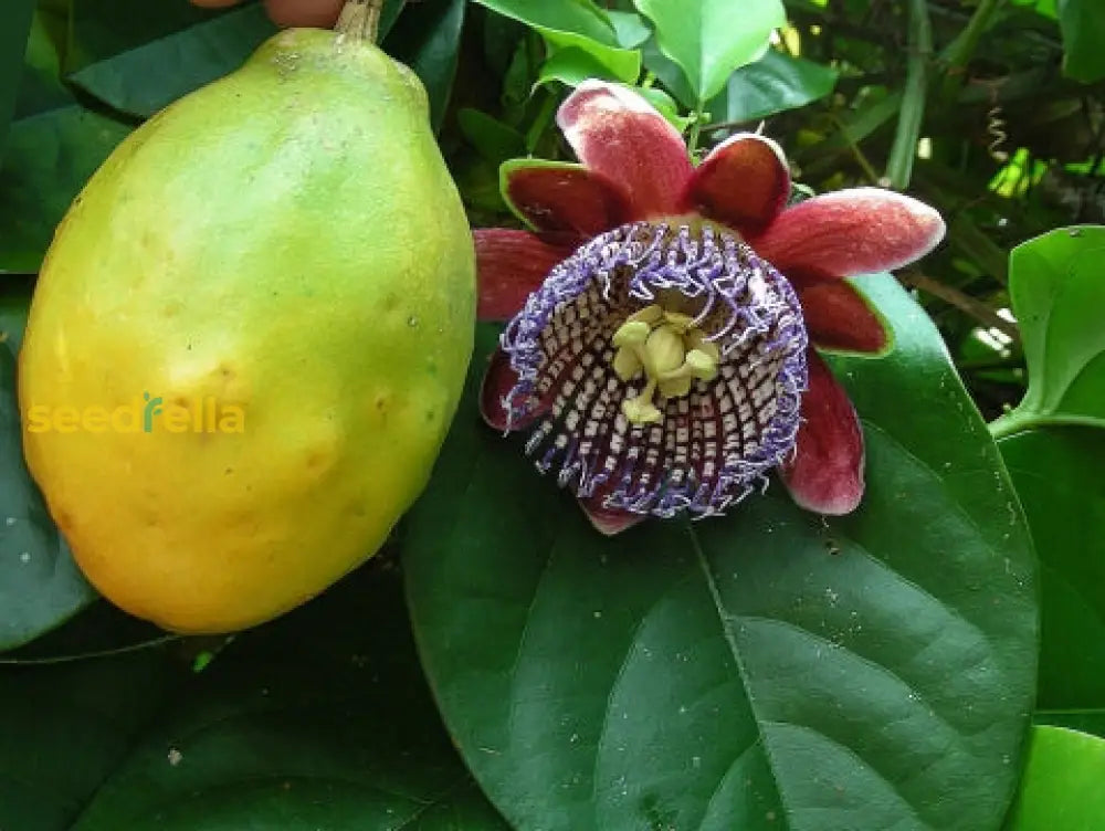 Passiflora Alata Fruit Seeds Planting heirloom non-gmo organic garden seeds