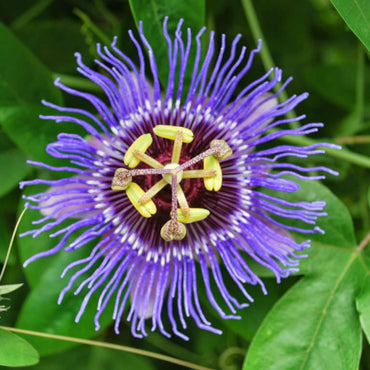 Purple Passiflora Incarnata Flower Seeds