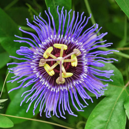 Purple Passiflora Incarnata Flower Seeds