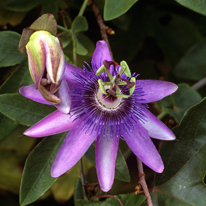 Purple Grandilla Passion Flower Seeds