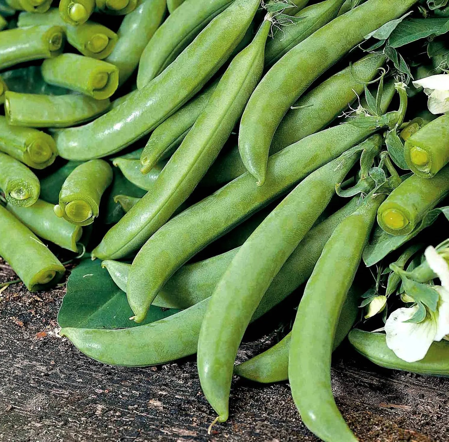 Sugar Ann Pea Vegetable  Seeds
