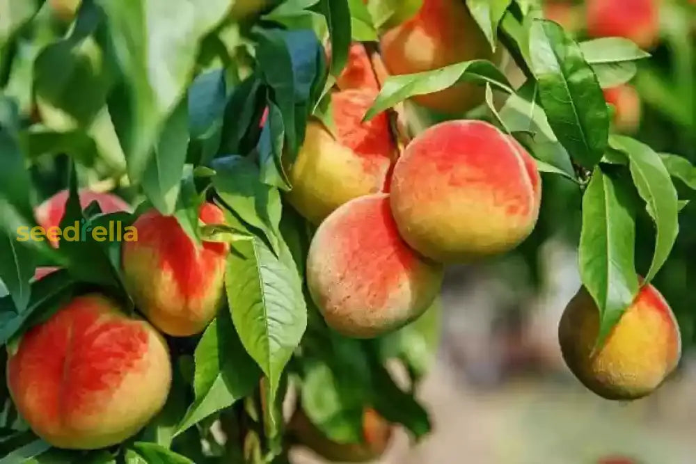 Peach Fruit Seeds Collection For Home Planting Grow Juicy Peaches heirloom non-gmo organic garden seeds