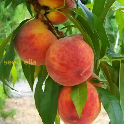 Peach Fruit Seeds Collection for Home Planting Grow Juicy Peaches