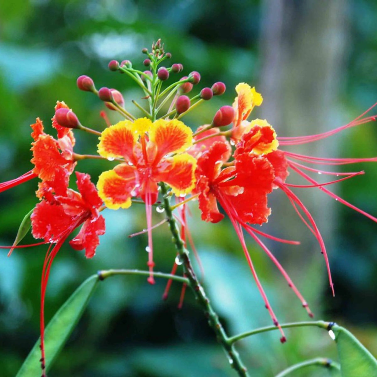 Caesalpinia Pulcherrima Flower seeds for Planting - Sun Loving, Heirloom & GMO Free Seeds for Home Garden