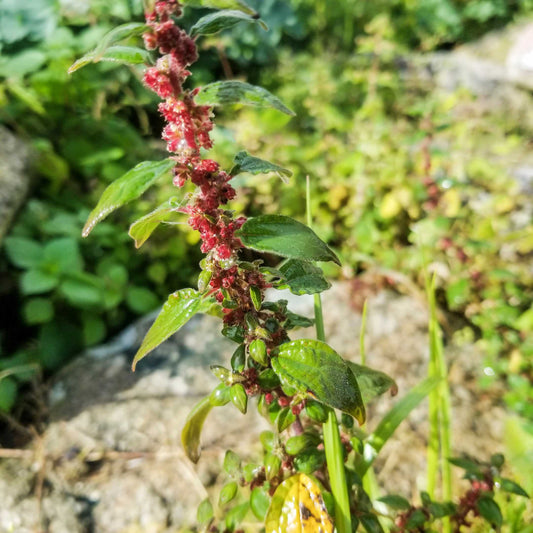 Pellitory Herb Seeds