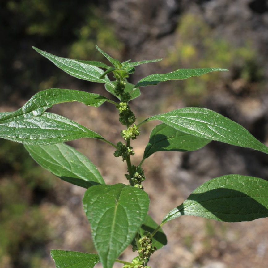 Pellitory Herb Seeds