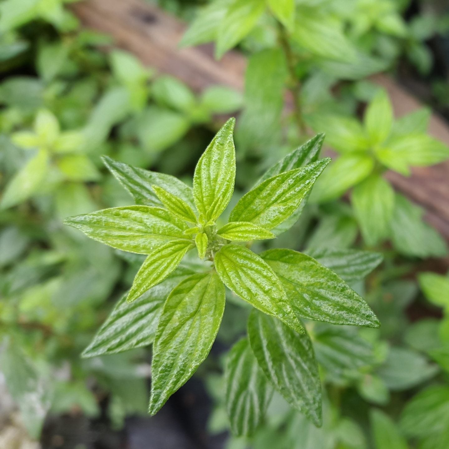 Pellitory Herb Seeds