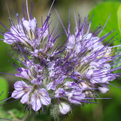 Pennyroyal  Flower Seeds