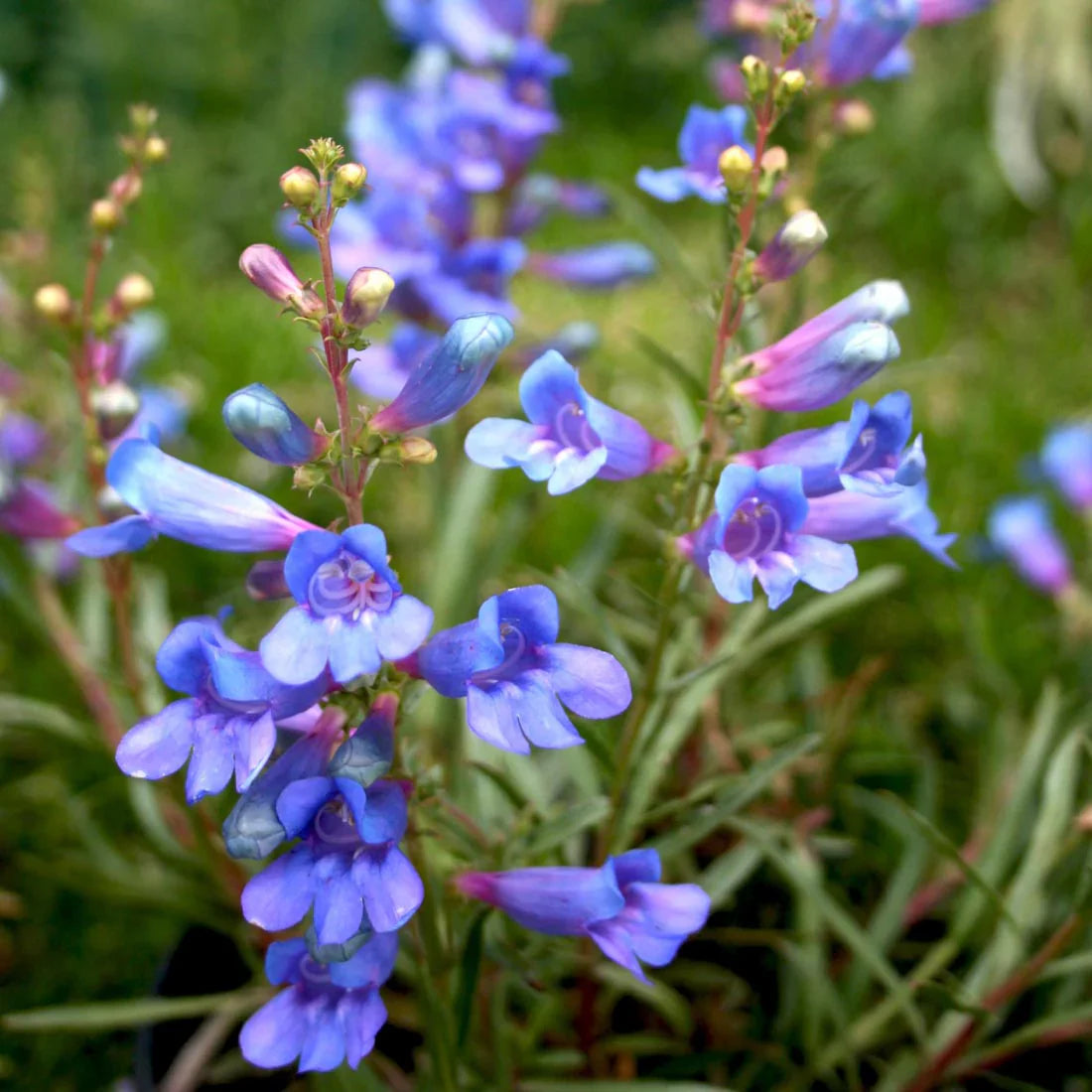 Blue Heterophyllus Flower seeds for Planting - Hardy Variety, Heirloom & GMO Free Seeds for Home Garden
 
 Sale for planting in home garden