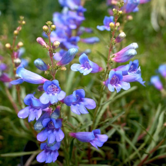Blue Heterophyllus Flower seeds for Planting - Hardy Variety, Heirloom & GMO Free Seeds for Home Garden
 
 Sale for planting in home garden
