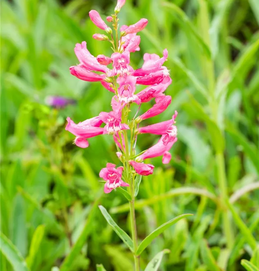 Penstemon Barbatus 'Rondo' Flower Seeds