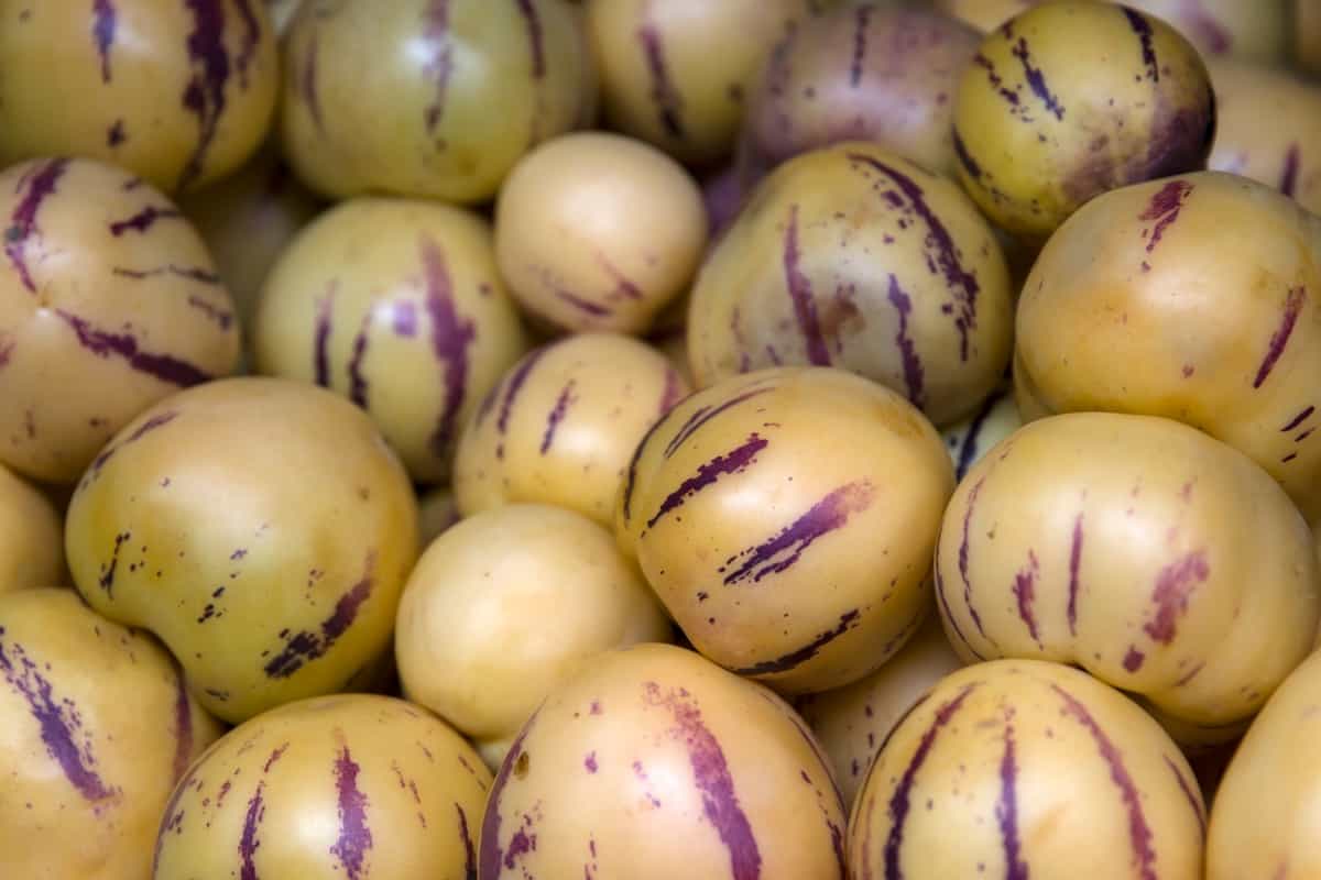 White Purple Pepino Melon Fruit Seeds for Sweet Harvest Planting