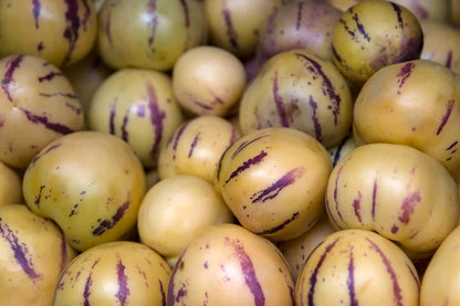 White Purple Pepino Melon Fruit Seeds for Sweet Harvest Planting