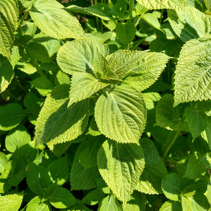 Perilla Herb Seeds