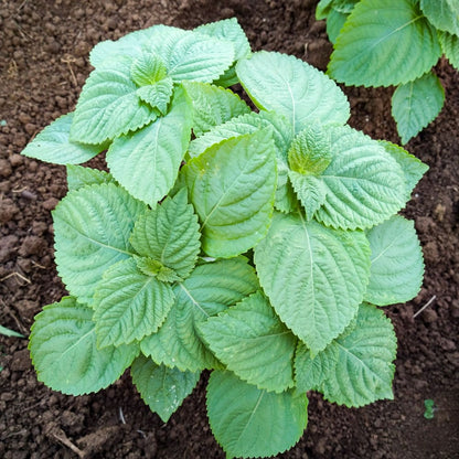 Perilla Herb Seeds