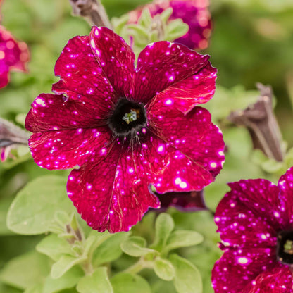 Starry Petunia Flower Seeds
