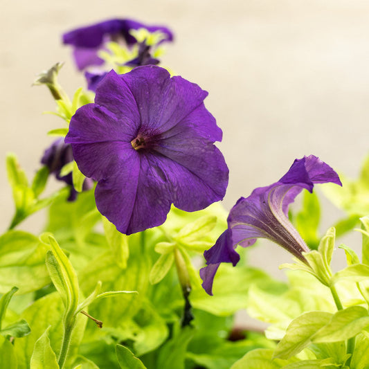 Petunia Flower Seeds