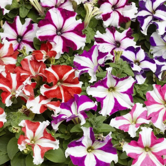 Star Mix Petunia Flower Seeds