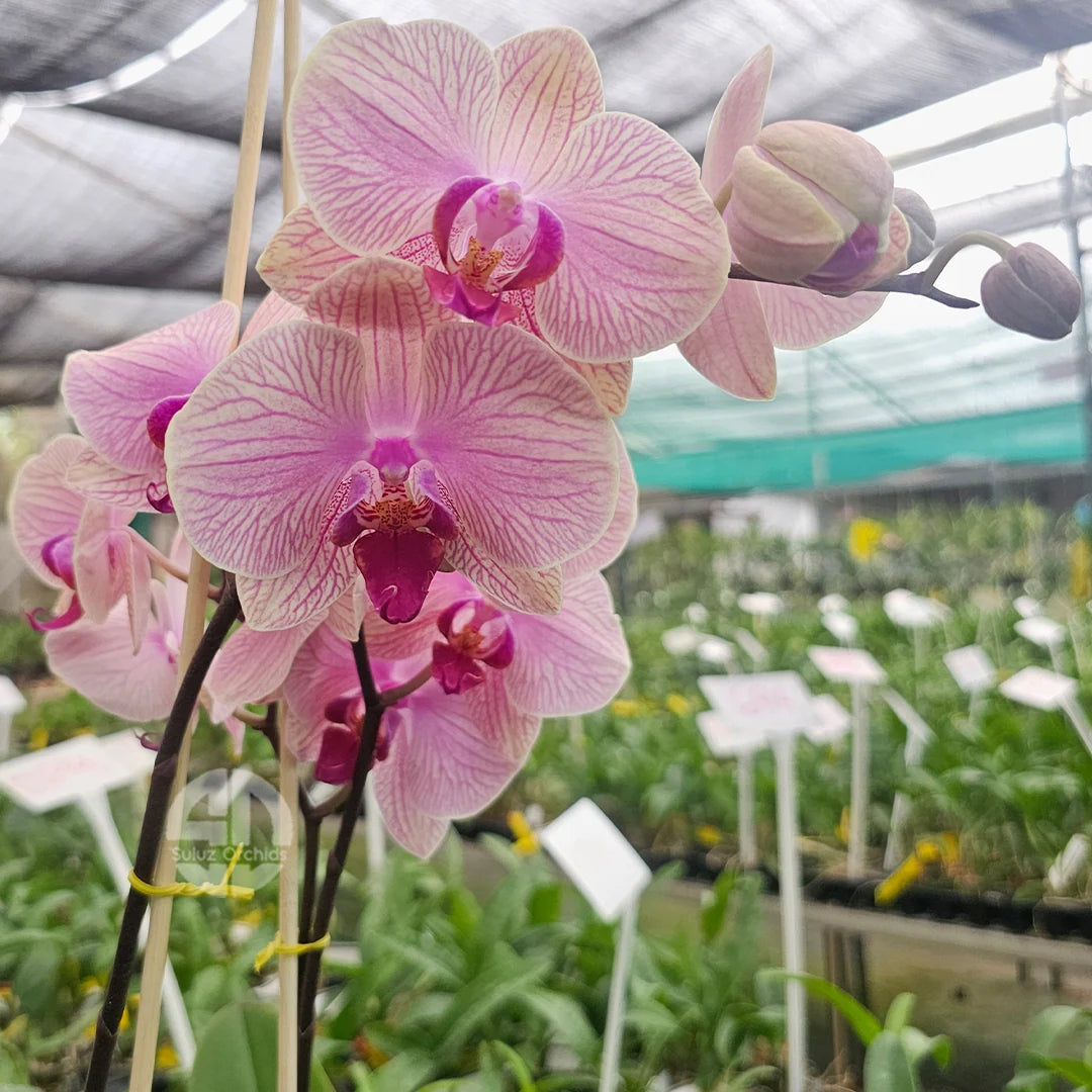 バタフライオーキッドの花の種まき用 - 鮮やかな花、伝統種・遺伝子組み換えなしの種 家庭菜園用