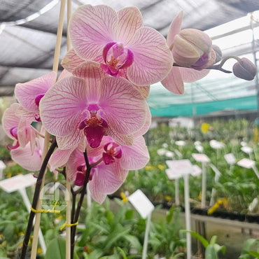 Butterfly Orchid Flower seeds for Planting - Bright Blooms, Heirloom & GMO Free Seeds for Home Garden