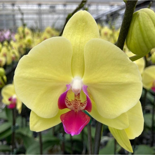 黄色の胡蝶蘭の花の種 植え付け用 香り高い花 家庭菜園向け 伝統種・遺伝子組み換えなしの種

販売中