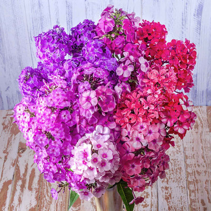 Phlox Seeds – Brilliant Mix Annual Blooms