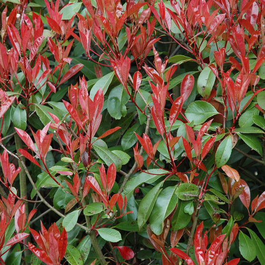 Photinia Fraseri Shrub Seeds for Planting – Heirloom, Non-GMO, Evergreen, Hardy