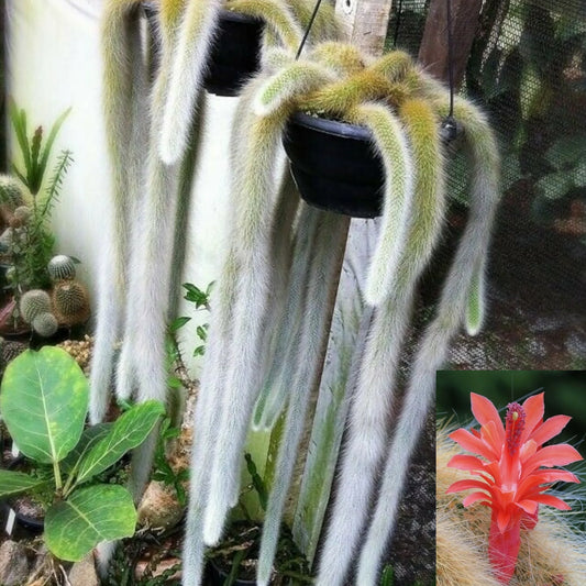 Hildewintera Cleistocactus Seeds